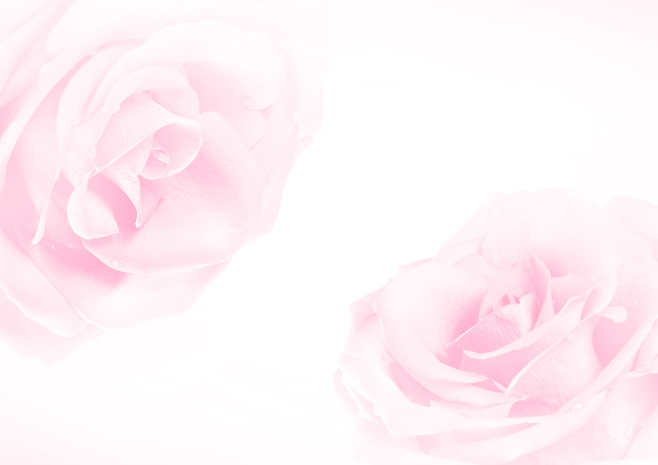 Pink pastel roses background