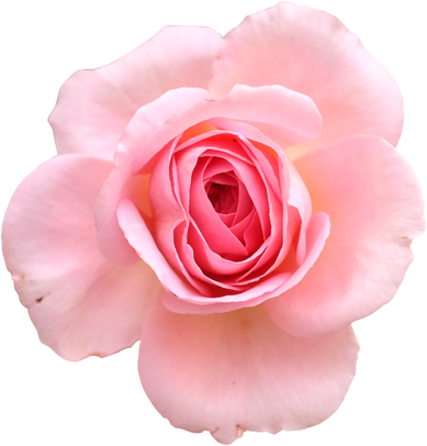 Pink Rose